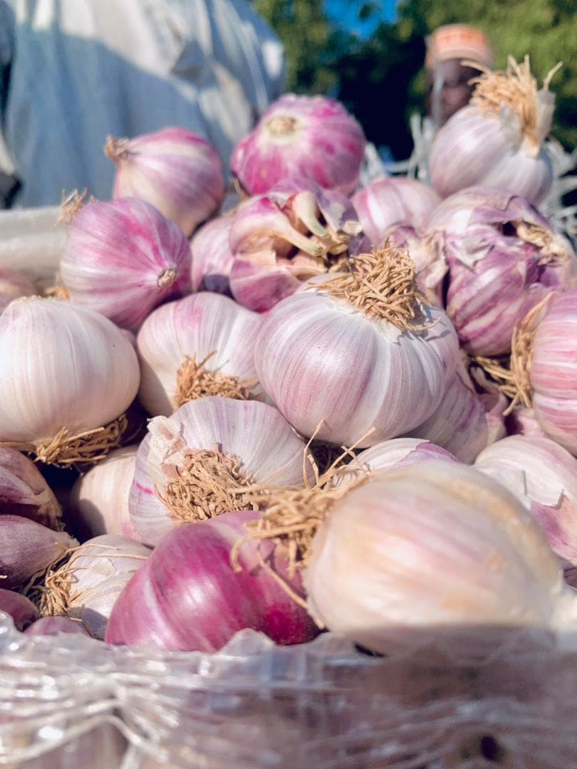 Garlic