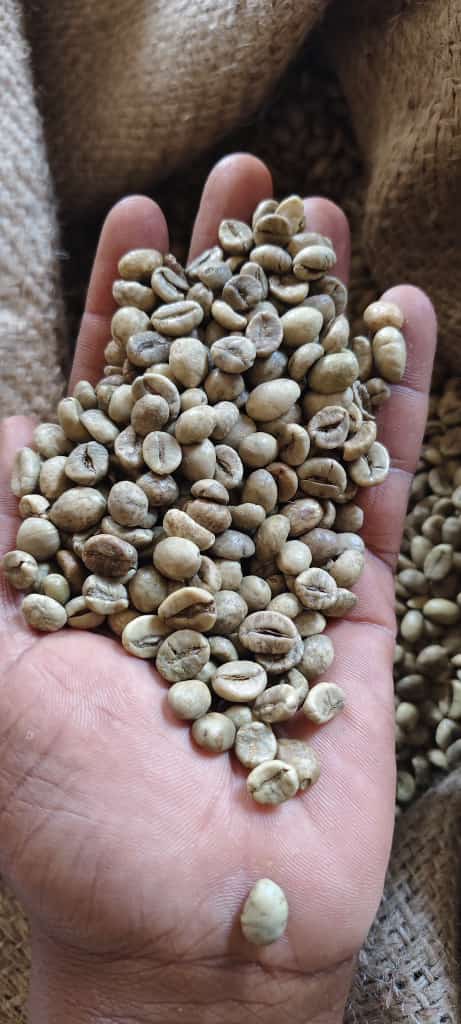 Green coffee beans